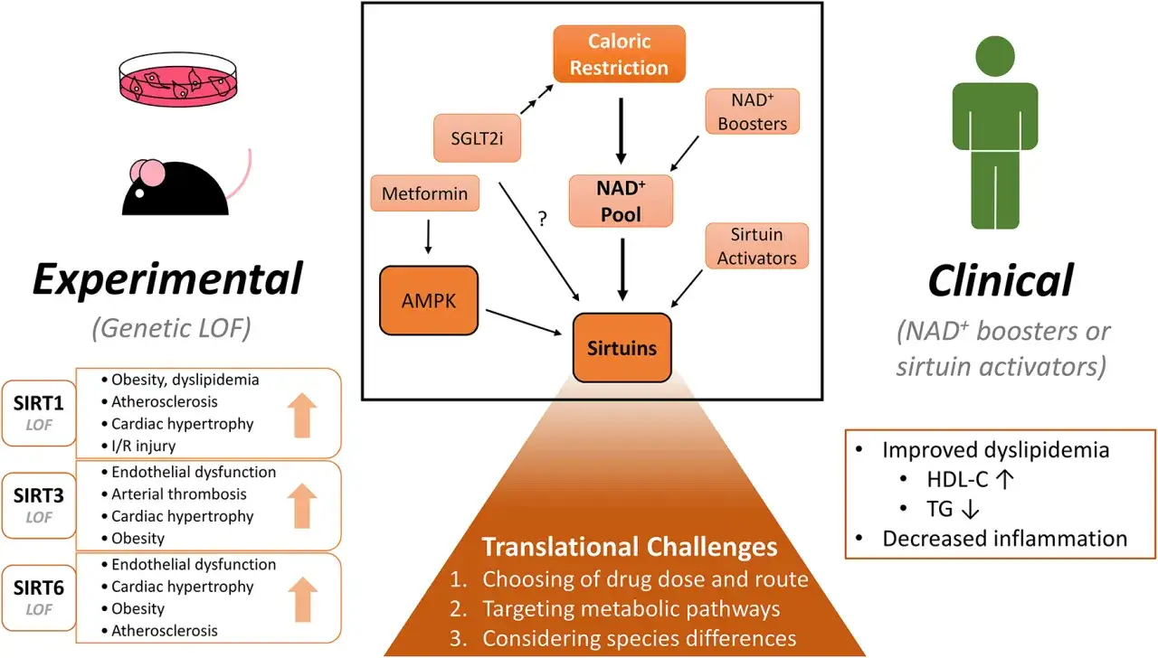 Schema che illustra come le sirtuine sono influenzate da restrizione calorica, metformina e attivatori, con implicazioni cliniche e sfide traslazionali.