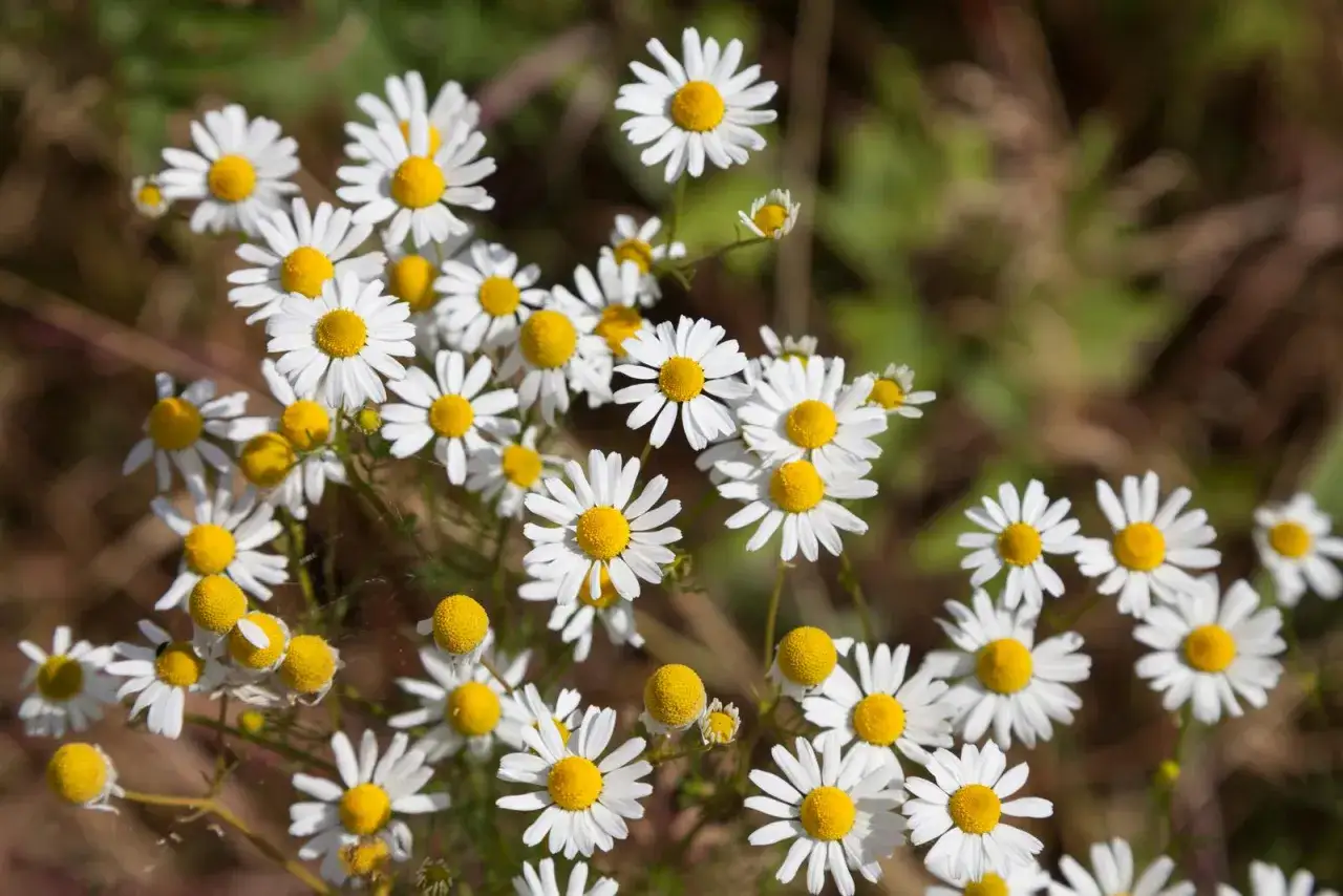 Ein Feld voller weißer Blüten mit gelben Zentren, die an echte Kamille und falsche Kamille erinnern.
