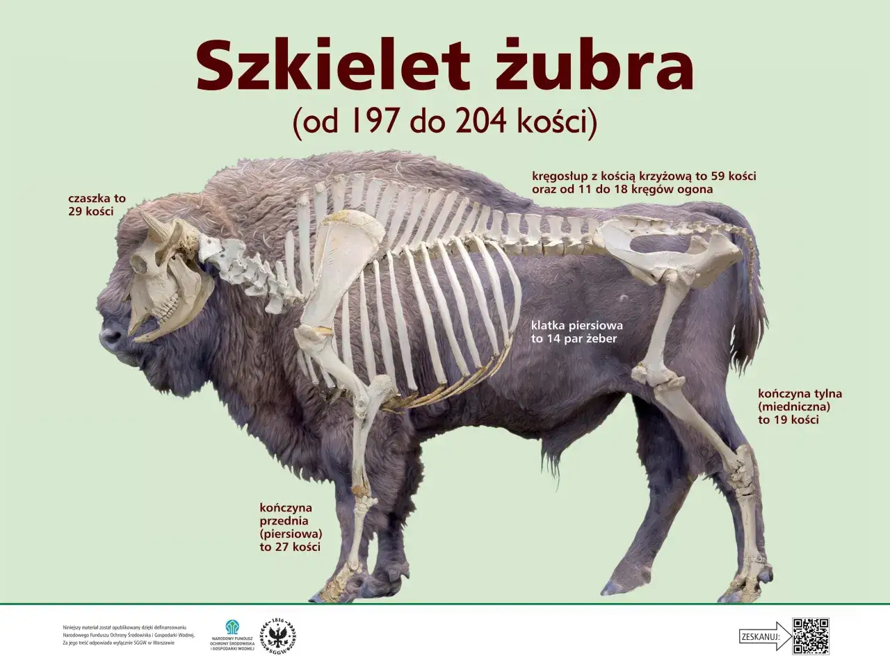 Szkielet żubra z widocznymi kośćmi, w tym klatką piersiową i żebrami. Opisano liczbę kości w czaszce, kończynach i kręgosłupie.