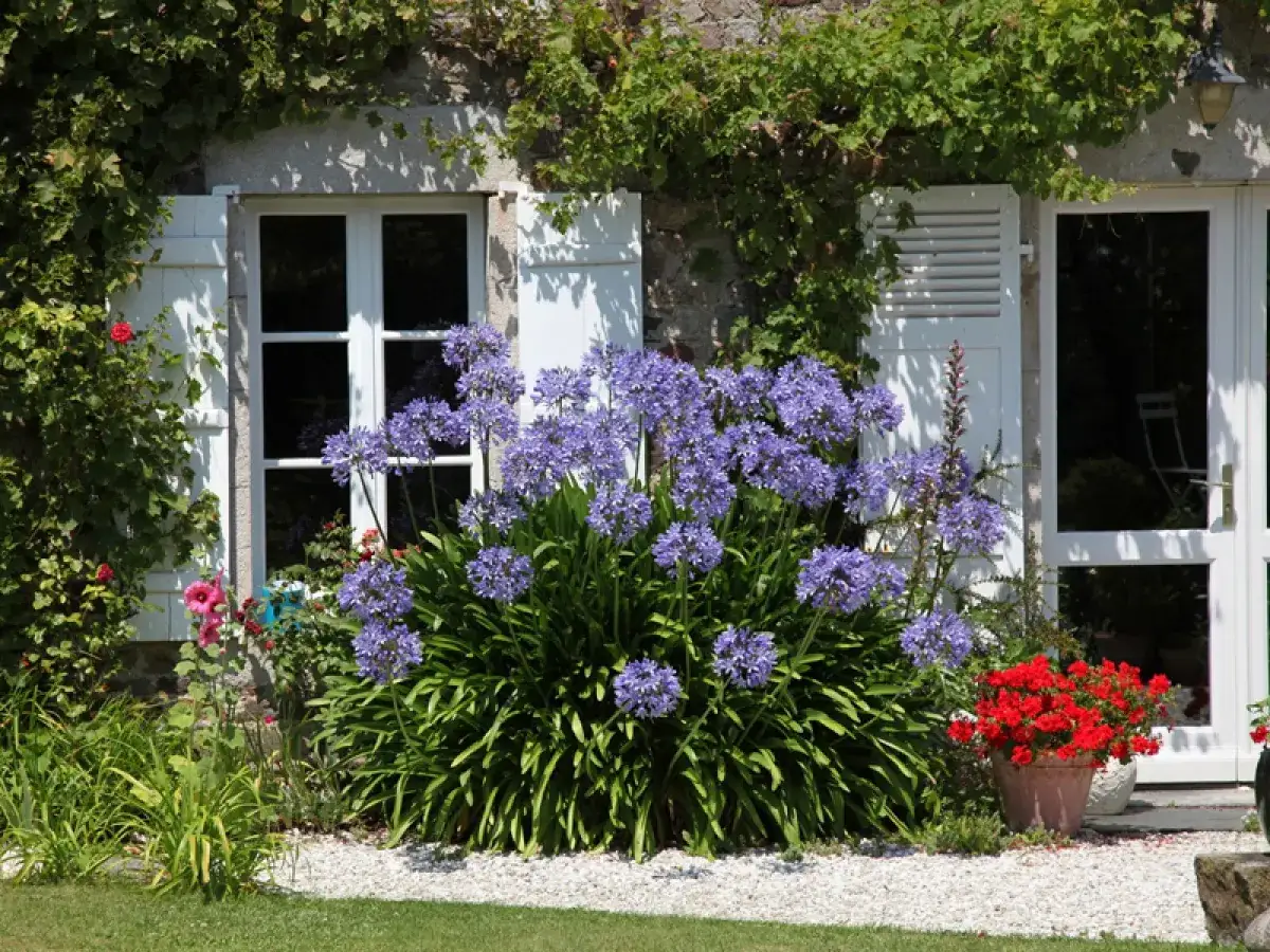 Un massif d'agapanthes en pot, aux fleurs bleues éclatantes, orne l'entrée d'une maison. Des géraniums rouges ajoutent une touche de couleur vive.