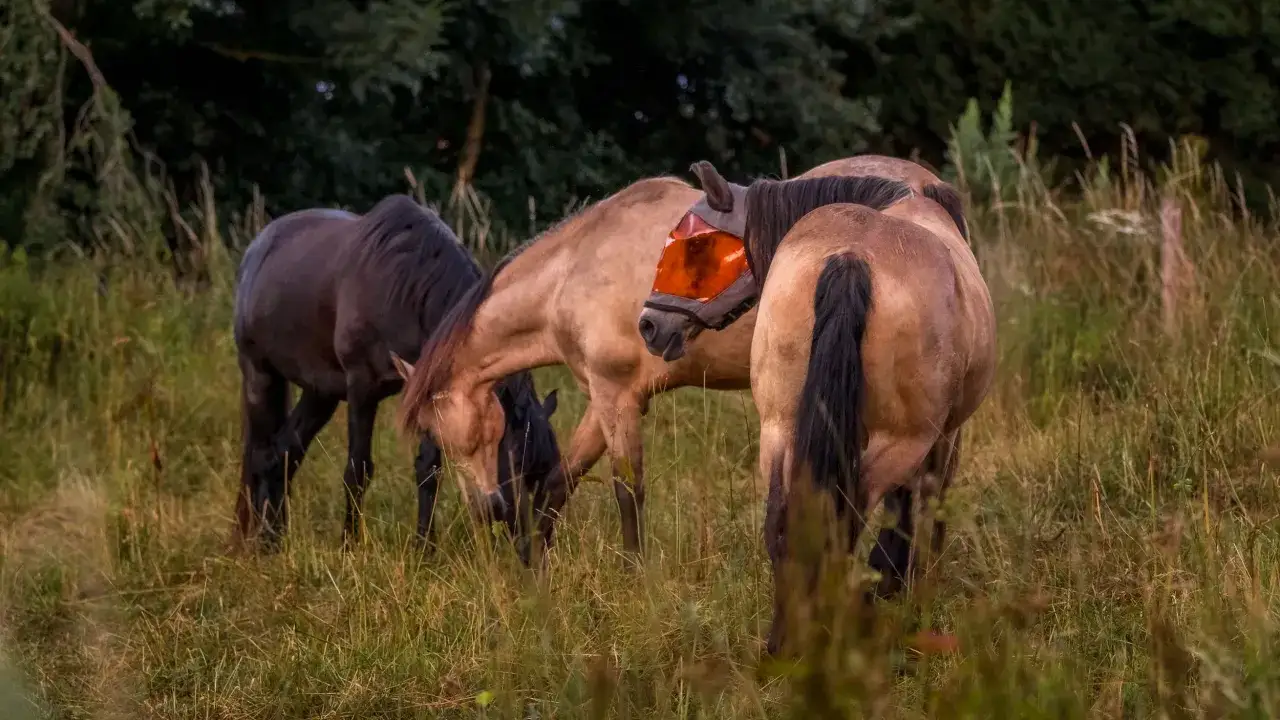 Trois chevaux dans un pr&eacute;, dont un porte un masque orange pour se prot&eacute;ger des insectes, peut-&ecirc;tre pour &eacute;viter une r&eacute;action toxique.