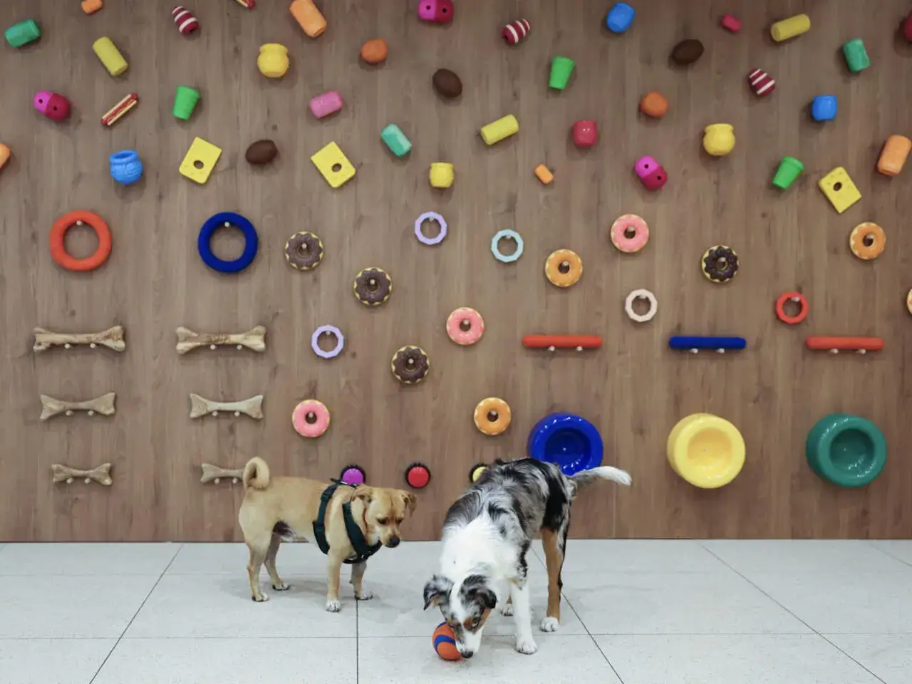 Deux chiens jouent dans une crèche pour chien colorée, entourés de jouets suspendus au mur en bois.
