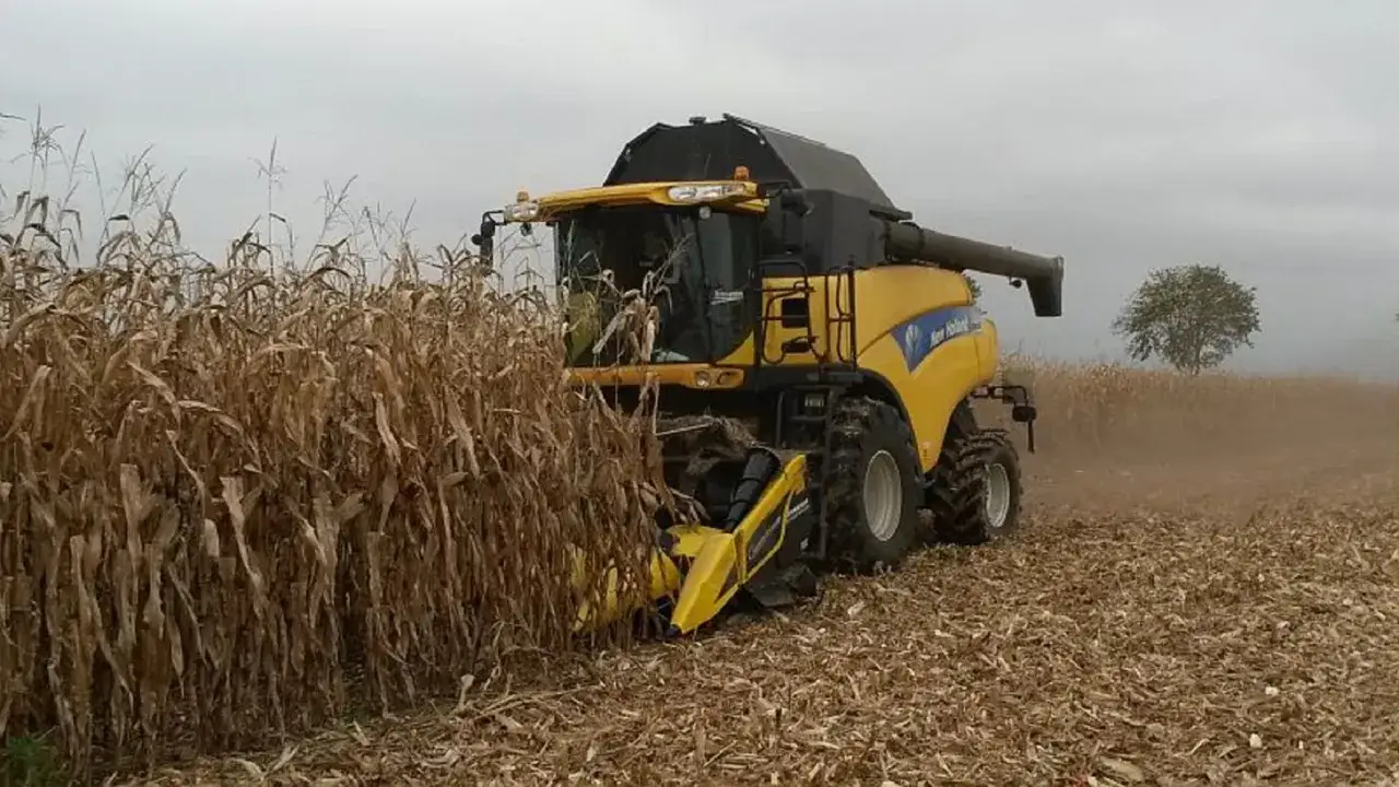 Moissonneuse batteuse jaune récolte du maïs. La différence entre maïs grain et maïs ensilage se voit dans le champ.
