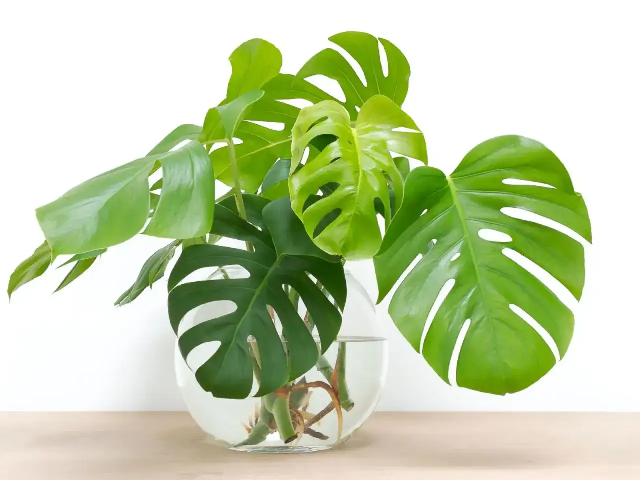 Monstera z korzeniami w wodzie, gotowa do tego, jak rozsadzić monstere. Zielone liście z charakterystycznymi nacięciami.