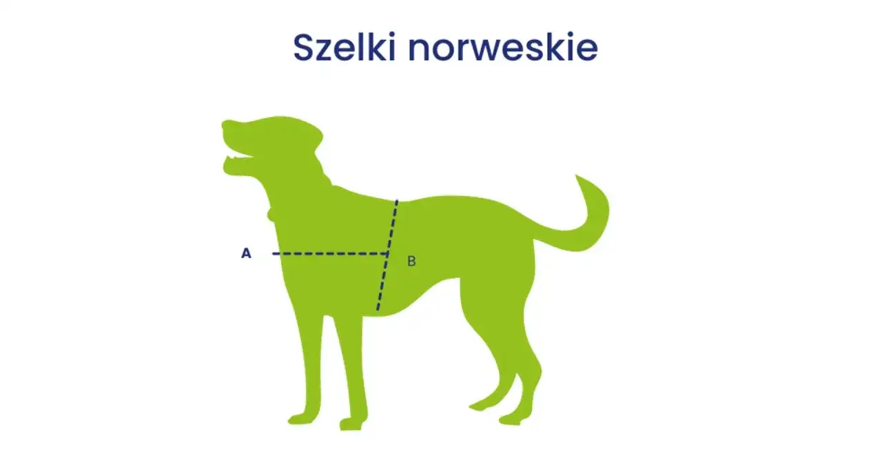 Szelki norweskie dla husky. Schemat pokazuje, jak zmierzyć psa, aby dobrać idealne szelki.