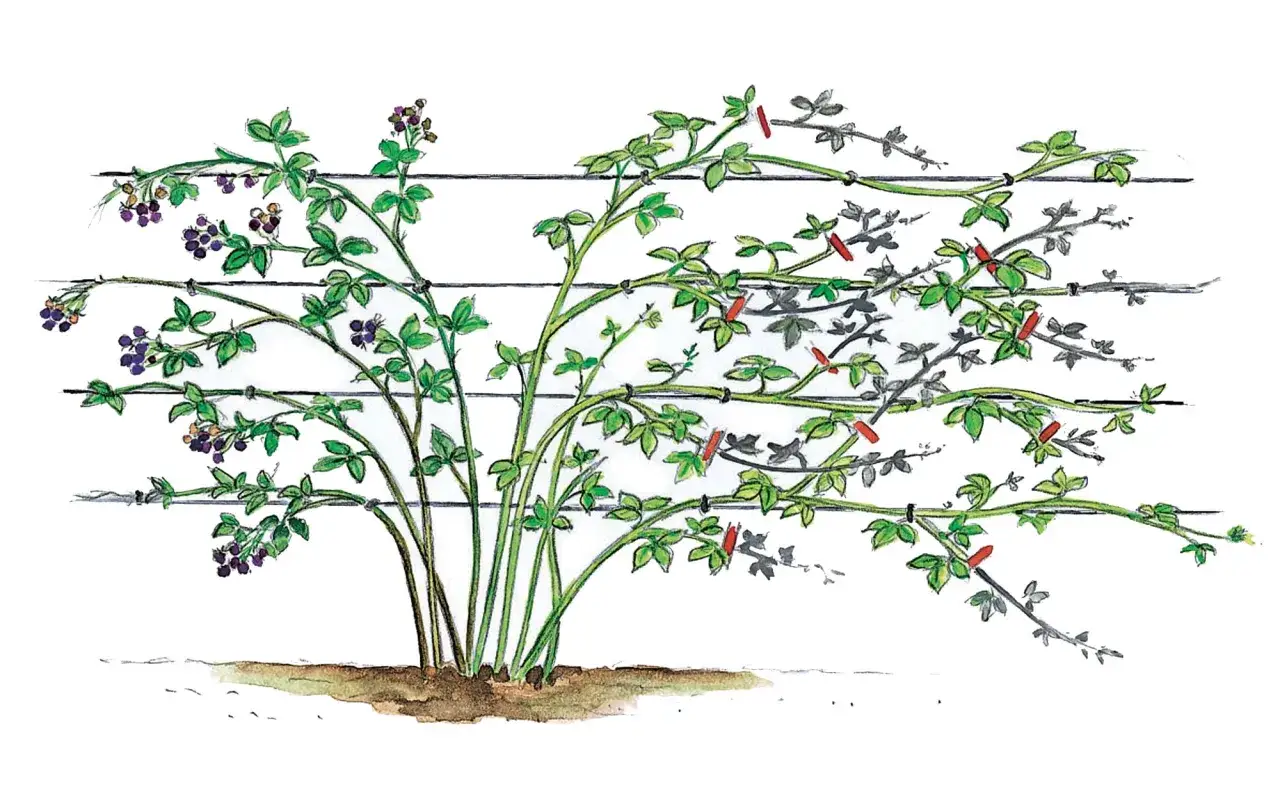 Brombeeren am Spalier wachsen und werden mit roten Clips befestigt. Links reife Beeren, rechts junge Triebe.