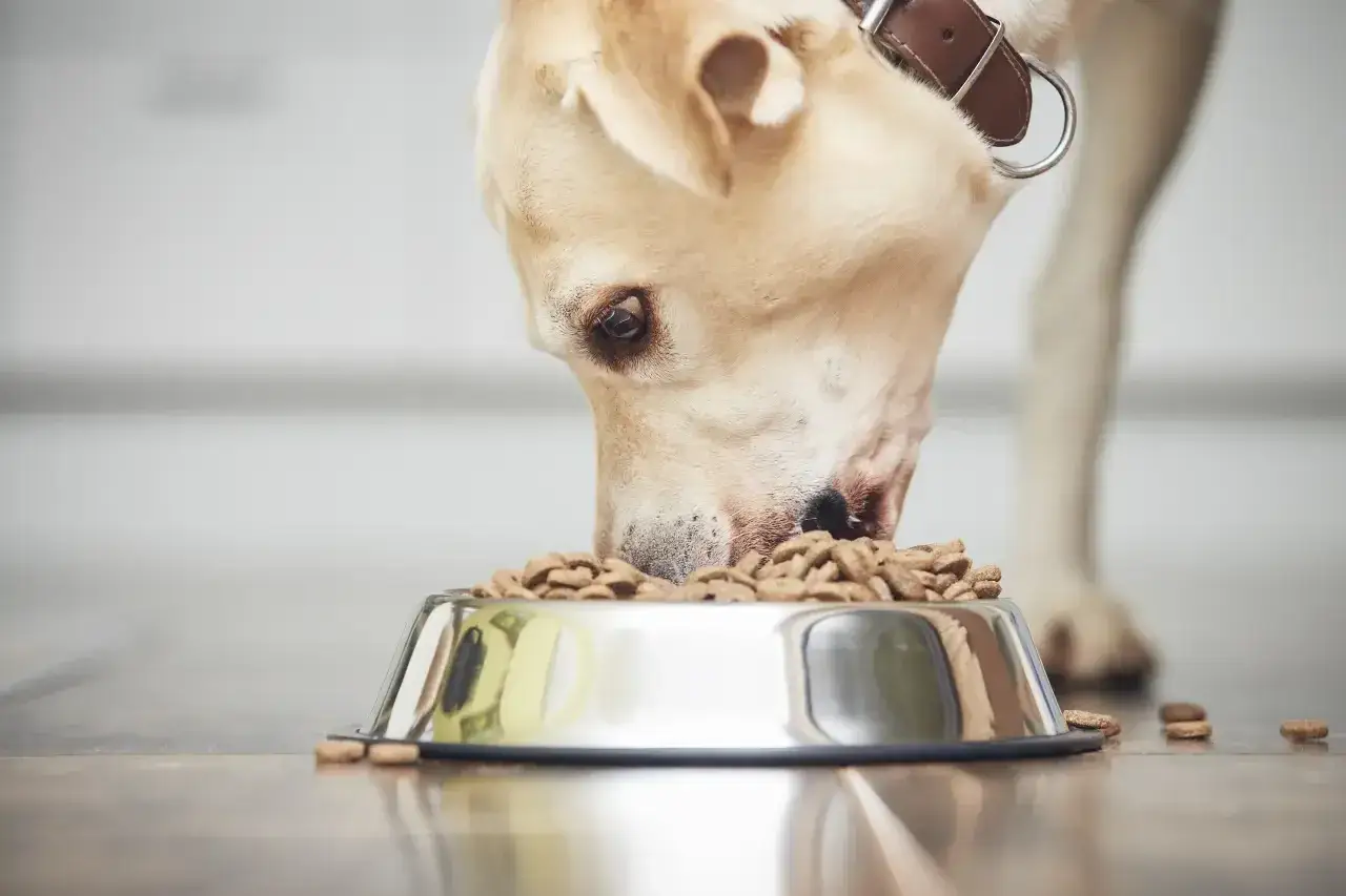 Labrador zjada suchą karmę z metalowej miski. Czy pies może jeść tylko suchą karmę? To pytanie nurtuje wielu właścicieli.