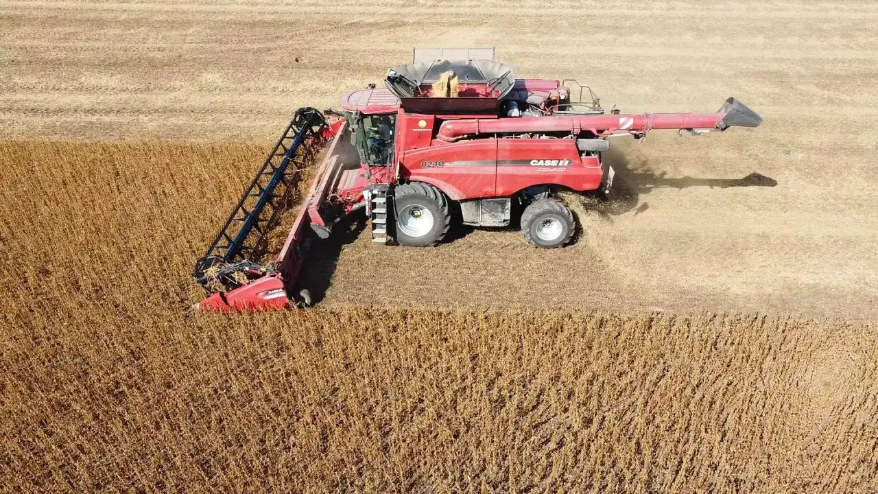 Czerwona kombajn Case IH 8240 zbiera dojrzałą soję. Rolnik ocenia, ile soi z hektara uda się zebrać w tym roku.