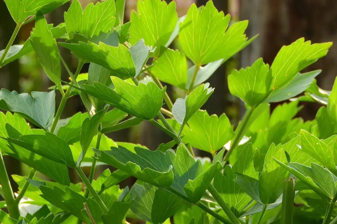 Grüne, gezackte Blätter von Maggikraut im Sonnenlicht. Perfekt zum Ernten und Maggikraut einfrieren für den Winter.