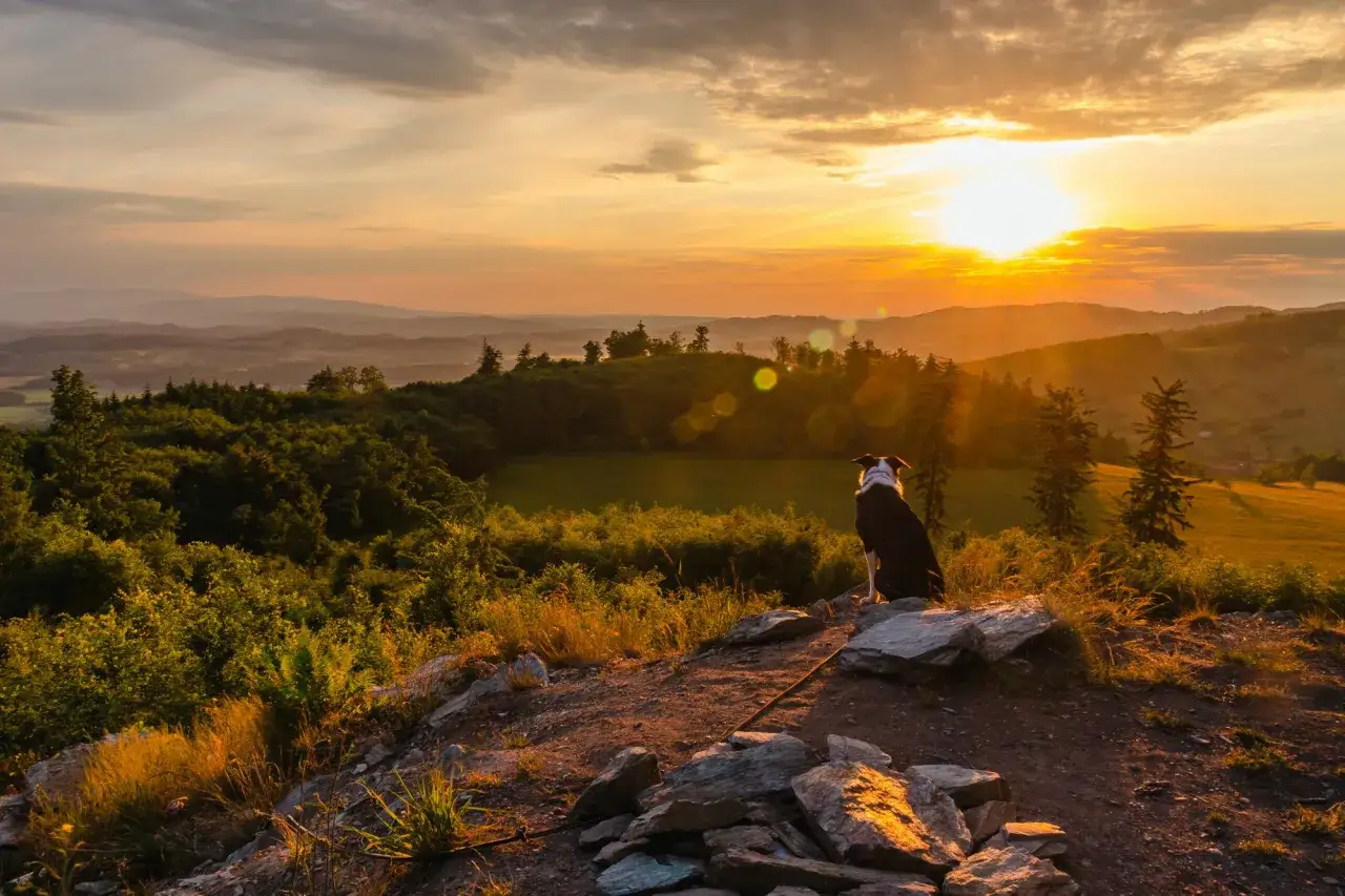 Pies na szczycie wzg&oacute;rza o zachodzie słońca. Idealne miejsce, gdzie na wakacje z psem w Polsce, z pięknymi widokami.