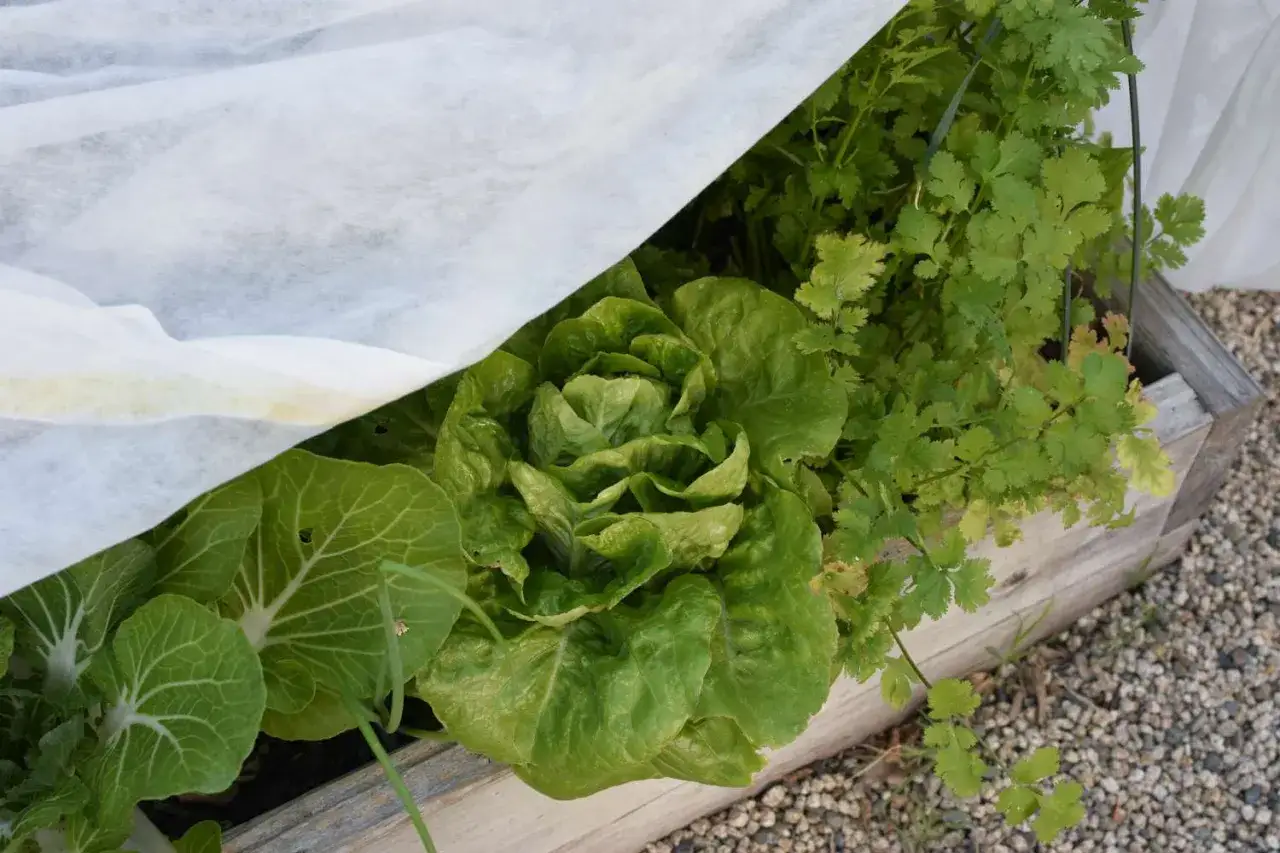 En frodig besk sallad växer i en träkruka under ett vitt skydd. Bredvid växer koriander.