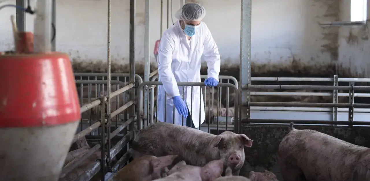 weterynarz badający dużą farmę zwierząt