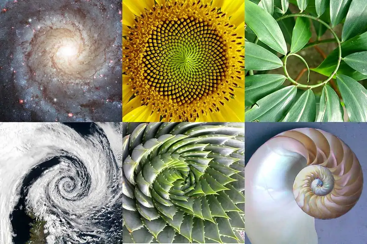Ejemplos de la proporci&oacute;n &aacute;urea: galaxia espiral, girasol, hurac&aacute;n, aloe, planta y concha de nautilo.