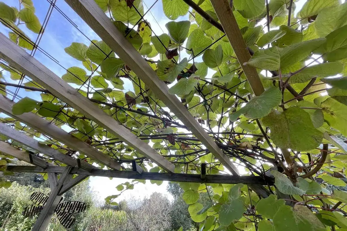 Vue sous un pergola en bois, des feuilles de kiwi luxuriantes et des branches s'entrelacent. Le soleil filtre à travers le feuillage, révélant la taille kiwi.