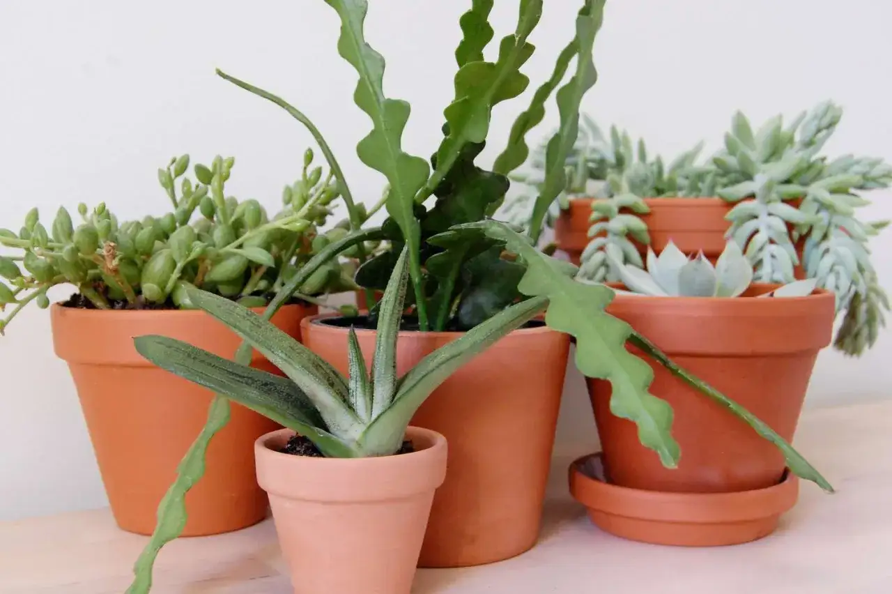 A collection of potted succulents. Many are non-toxic to cats, but it's wise to check each variety.