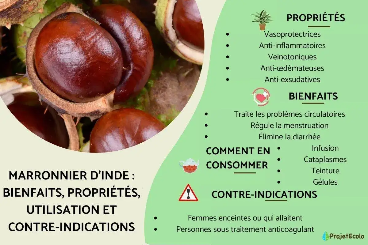 Gros plans sur des marrons d'Inde, &eacute;voquant les nombreux bienfaits du marronnier d'Inde pour la circulation et la sant&eacute;.