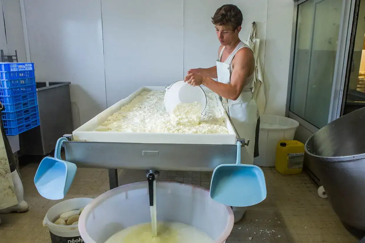 Un jeune homme apprend comment faire du fromage, versant du caillé dans une grande cuve.