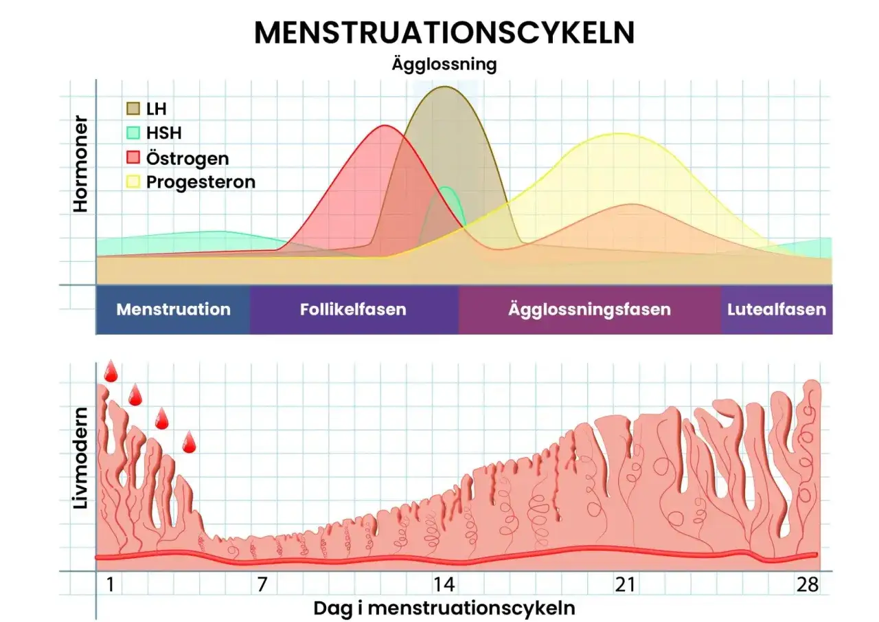 Graf över menstruationscykeln som visar hormonnivåer (östrogen, progesteron, LH, FSH) och livmoderns förändringar. Östrogen är ett viktigt kvinnligt hormon.