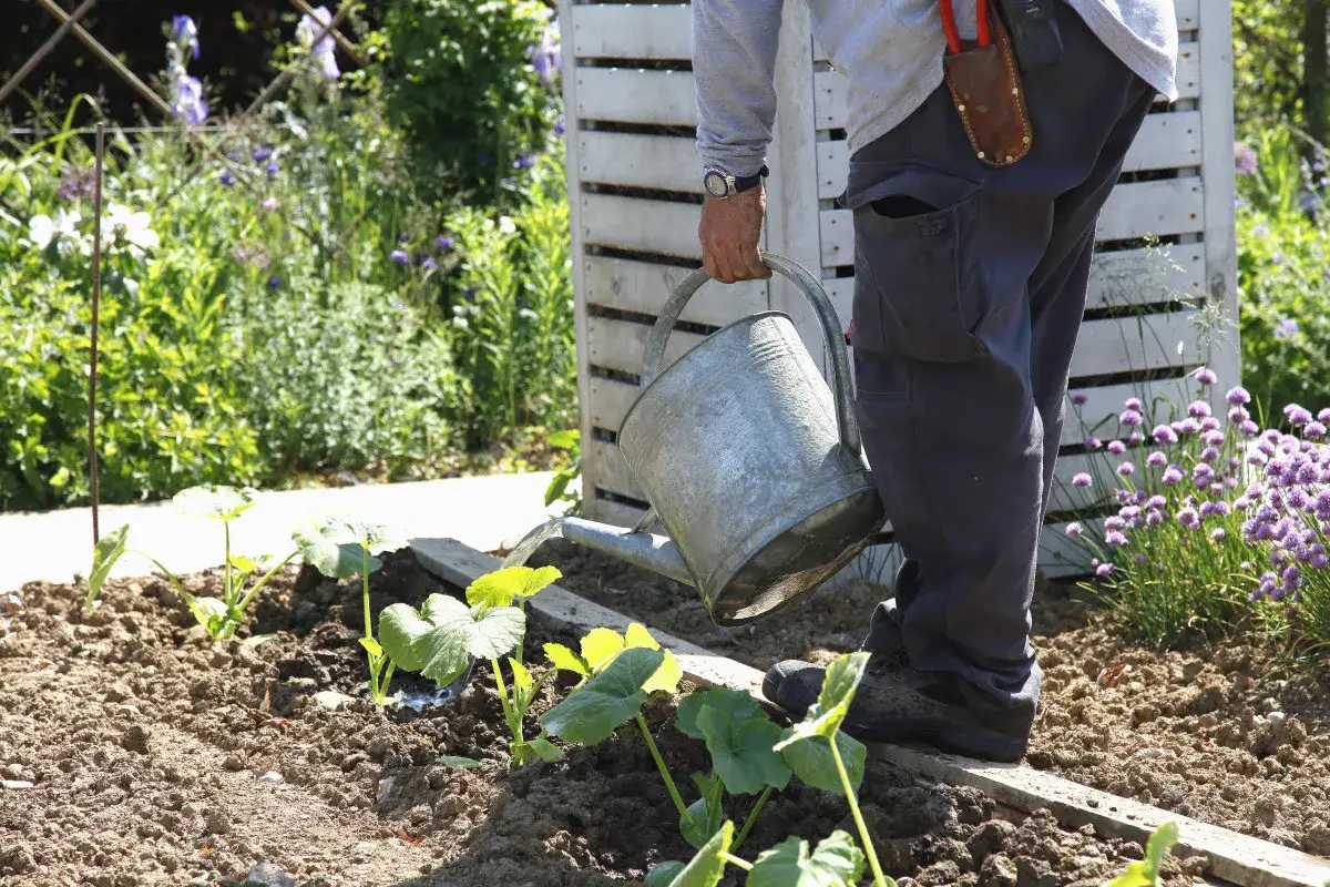 Un jardinier arrose des jeunes plants de courges butternut dans un potager ensoleillé.