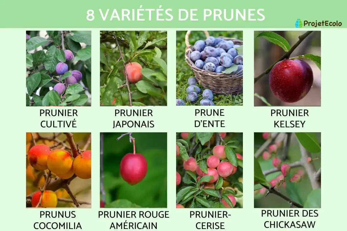 Huit photos illustrant les différents types de pruniers : prunier cultivé, japonais, prune d'ente, Kelsey, Prunus Cocomilia, prunier rouge américain, prunier-cerise et prunier des Chickasaw.