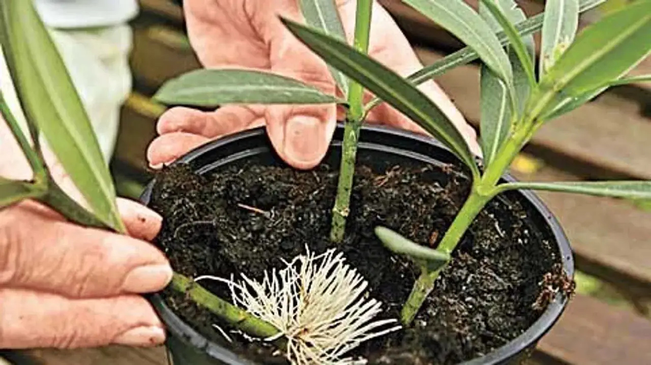 Hände zeigen, wie man Oleander vermehren kann: Ein Steckling mit Wurzeln wird in Erde gesetzt.
