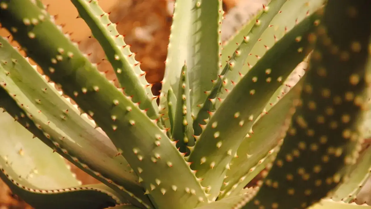 Zielone, mięsiste liście aloesu z czerwonymi kolcami na brzegach i białymi kropkami. Tak wygląda aloes.