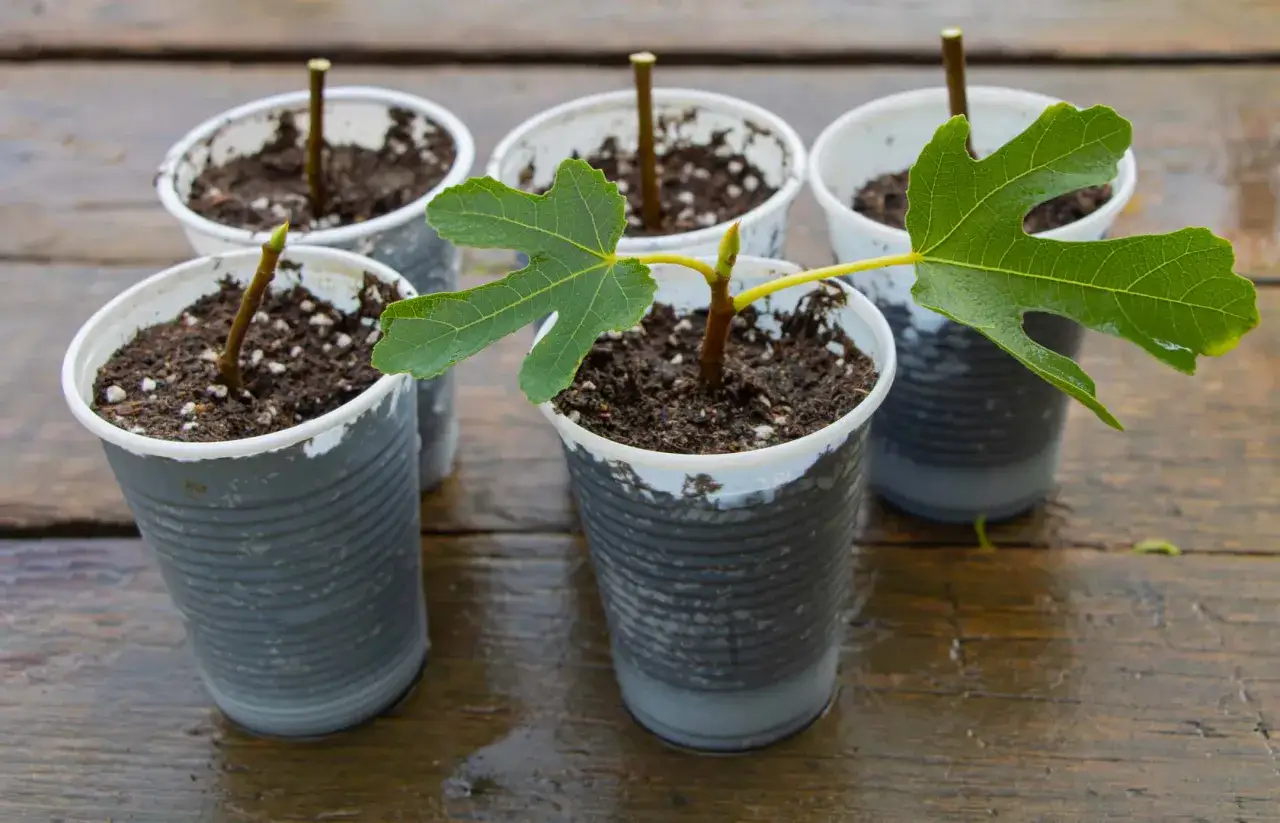 Cinq boutures de figuier en pot, dont une avec une feuille verte, sur une table en bois mouillée.