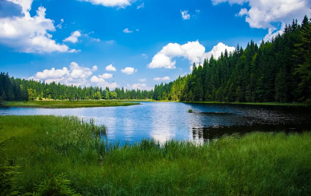 Spokojne jezioro otoczone lasem, z trawami na pierwszym planie. Woliński Park Narodowy kryje wiele takich pięknych zakątków.