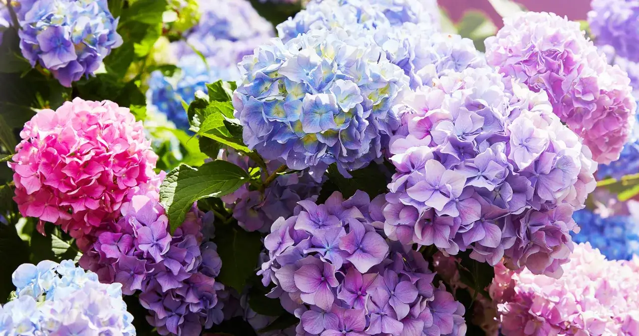 En bukett av olika hortensia sorter i nyanser av rosa, lila och bl&aring;tt.