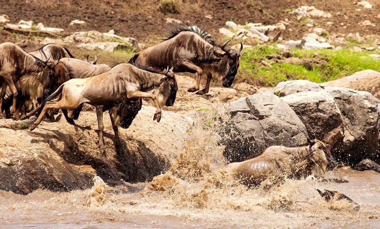 Stado gnu skacze do wody podczas migracji na Serengeti. Woda rozpryskuje się wokół zwierząt.