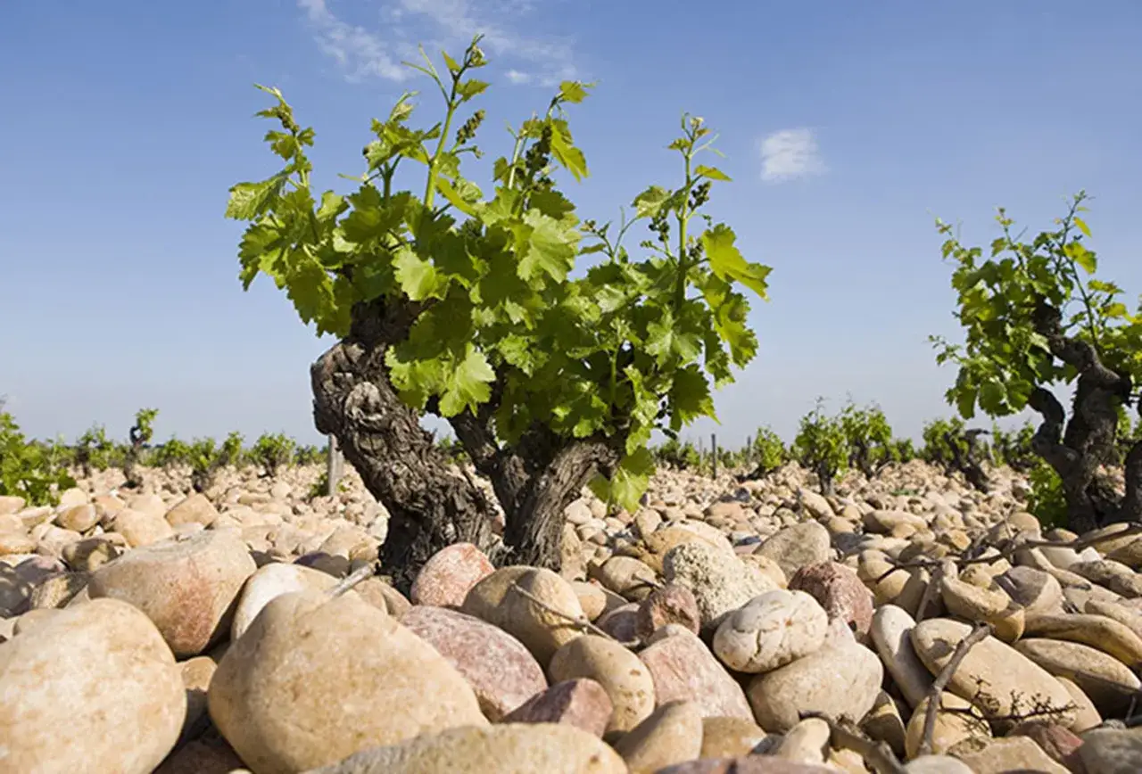 Vigne giovani e antiche si stagliano su un terreno sassoso, tipico della chateauneuf du pape zona, sotto un cielo azzurro.