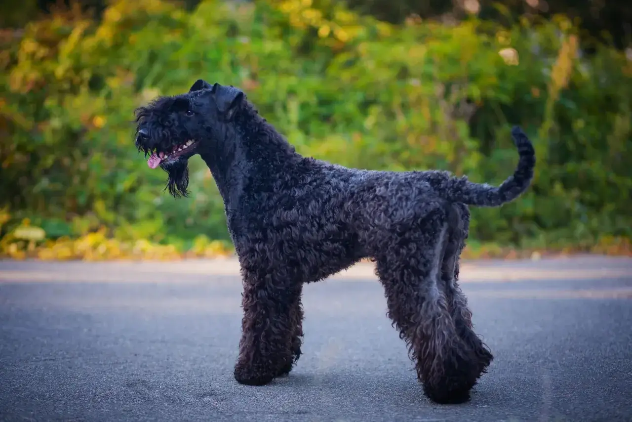 Un Kerry Blue Terrier con su pelaje rizado y oscuro, pasea feliz por un camino rodeado de vegetaci&oacute;n oto&ntilde;al.