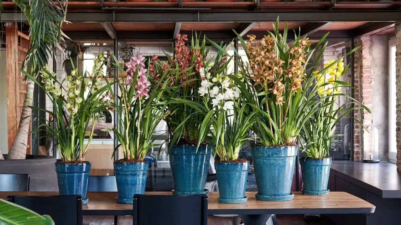Rząd pięknych storczyków odmiany Cymbidium w niebieskich donicach. Kwiaty w odcieniach żółci, różu, brązu i bieli.