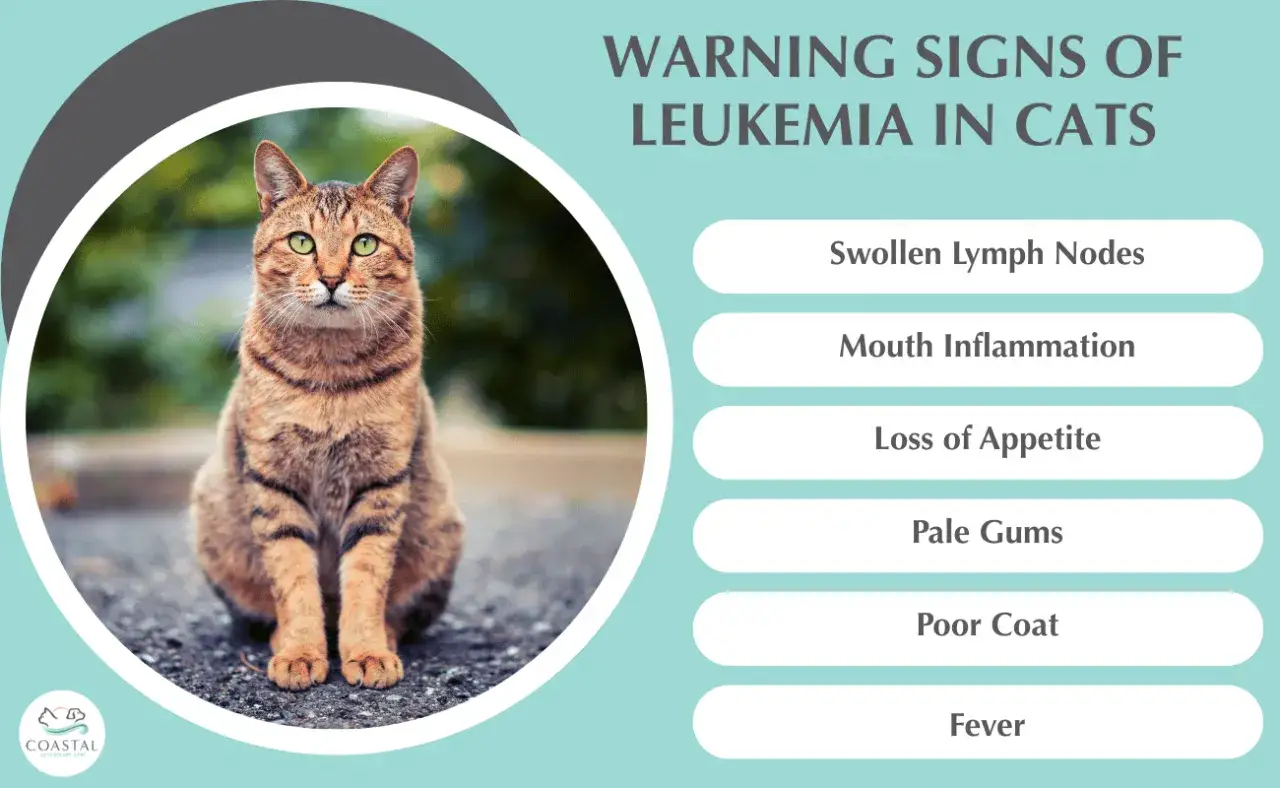 Gato atigrado sentado, con texto sobre signos de **leucemia en gatos**: ganglios inflamados, boca, apetito, enc&iacute;as p&aacute;lidas, pelaje pobre, fiebre.