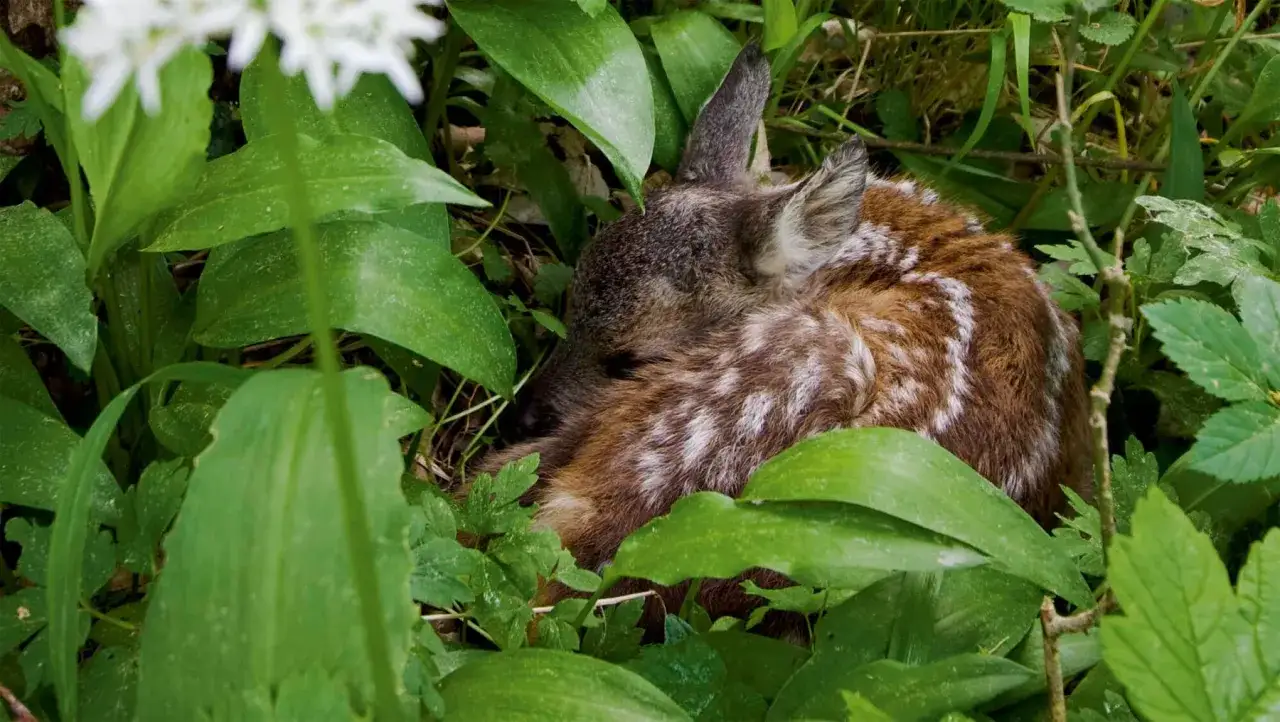 Un adorable faon, camoufl&eacute; dans la verdure luxuriante, se repose paisiblement.