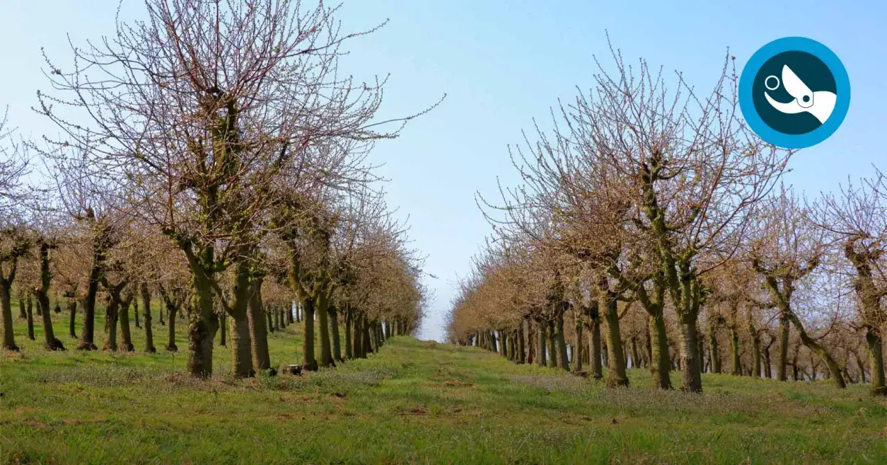 Rangée de cerisiers sans feuilles, prêts à tailler un cerisier trop haut. Le ciel est clair.