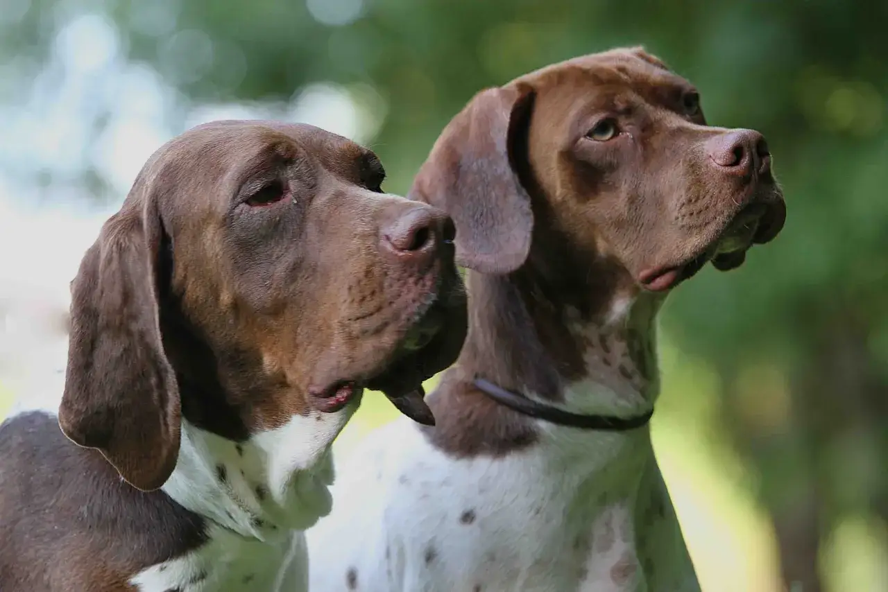 Deux chiens braques, l'un à gauche, l'autre à droite, regardent attentivement vers l'horizon.
