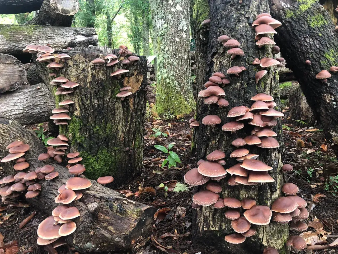 Hongos shiitake que es, creciendo en troncos de madera en un bosque. Una cosecha abundante de estos deliciosos hongos.