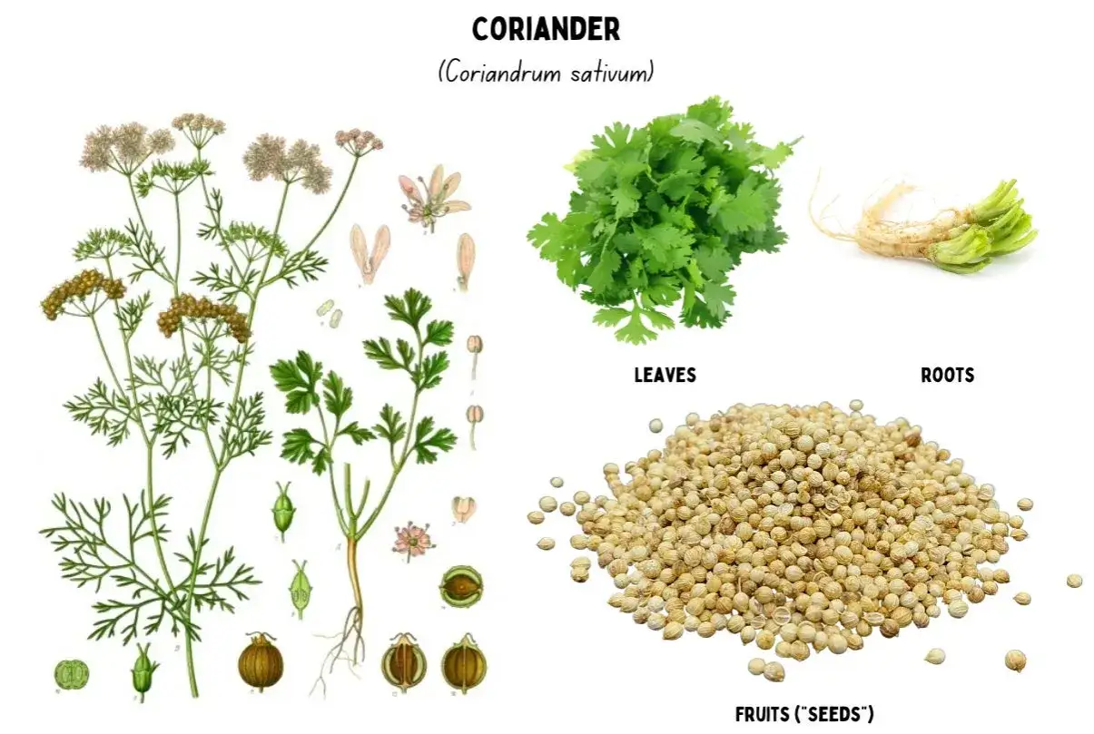 Koriander: botanische Zeichnung, frische Bl&auml;tter, Wurzeln und Samen. Die Samen zeigen die Vielfalt der Koriander Inhaltsstoffe.