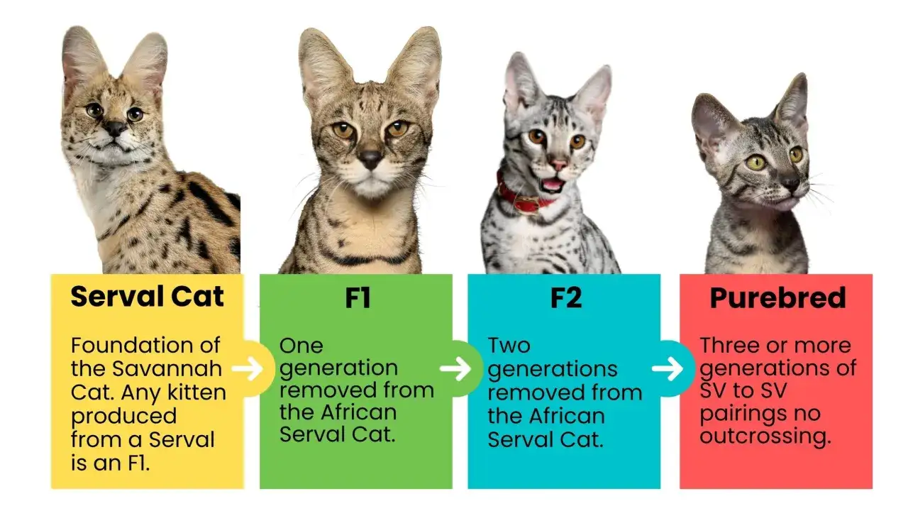 Cuatro gatos: Serval, F1, F2 y puro, mostrando la evolución del gato Savannah y su tamaño.
