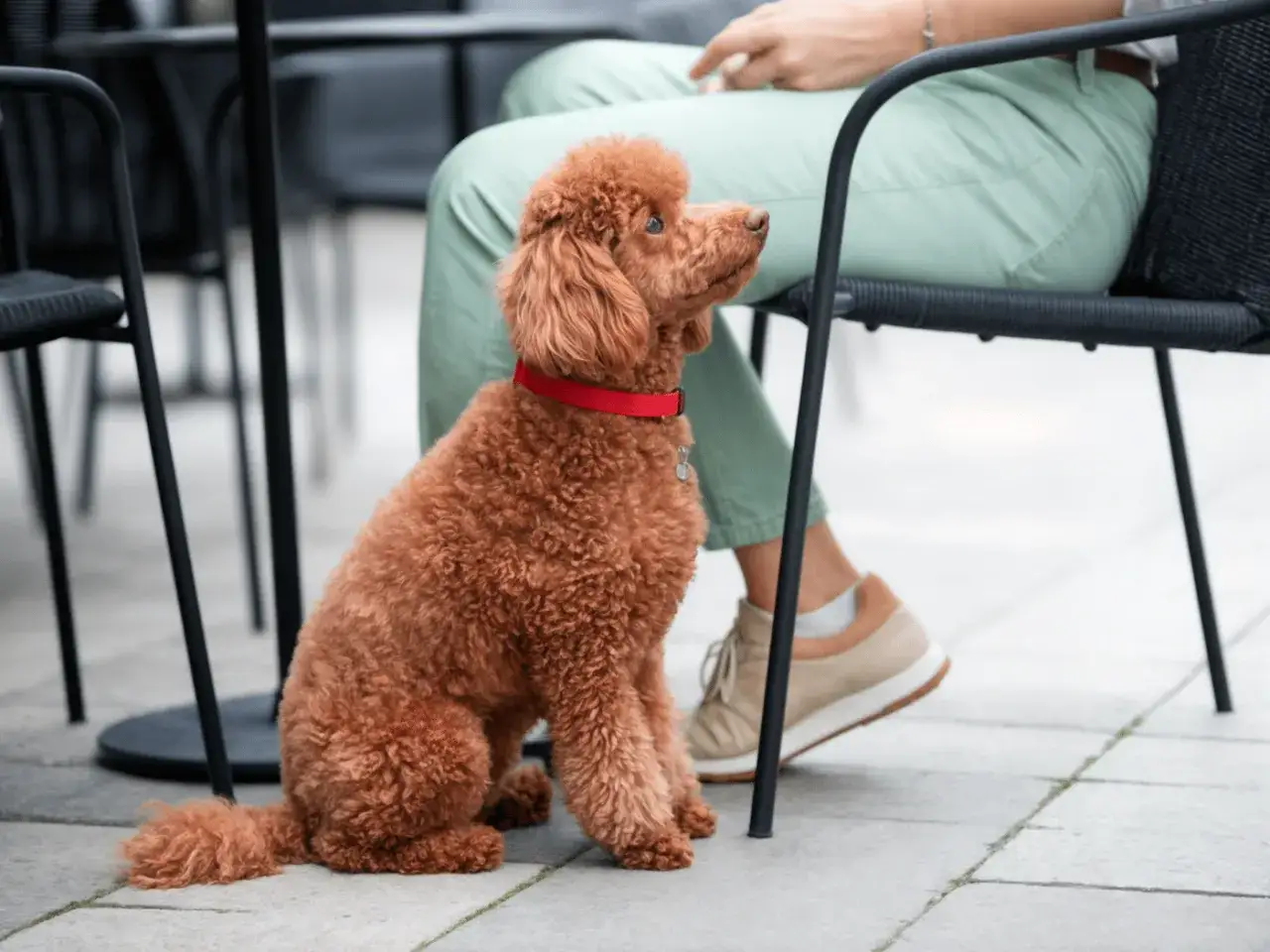 Un caniche toy rojo adulto, con su pelaje rizado y un collar rojo, espera pacientemente junto a su due&ntilde;o en una terraza.