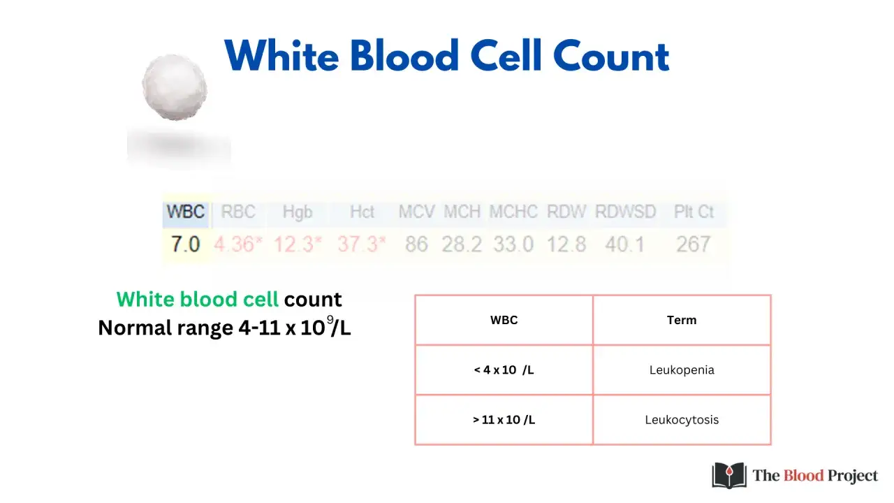 Wynik WBC 7.0, co oznacza leukocyty podwyższone (leukocytoza). Norma to 4-11 x 10⁹/L.