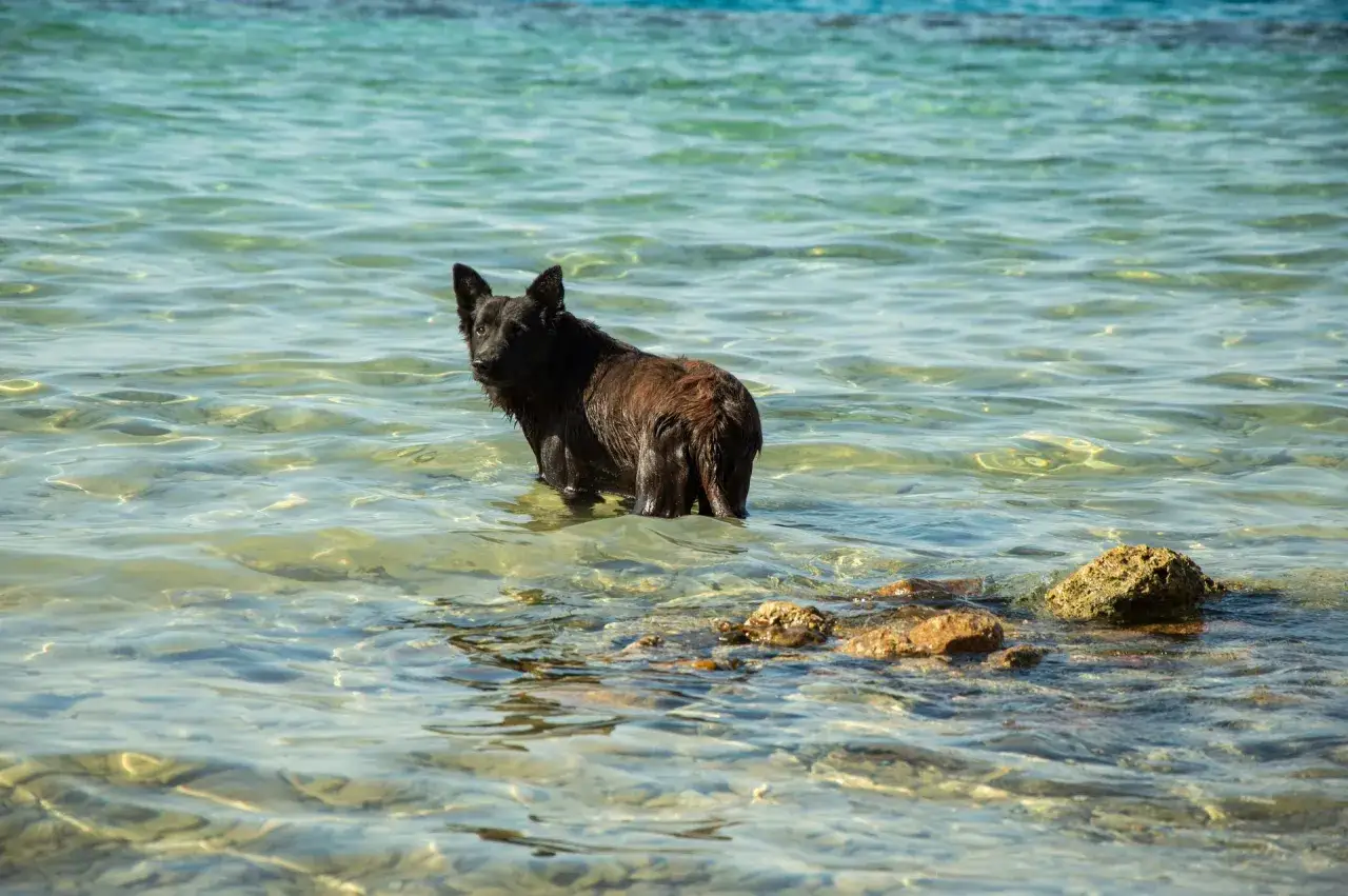 Svart hund med vattensvans st&aring;r i klart, grunt vatten.