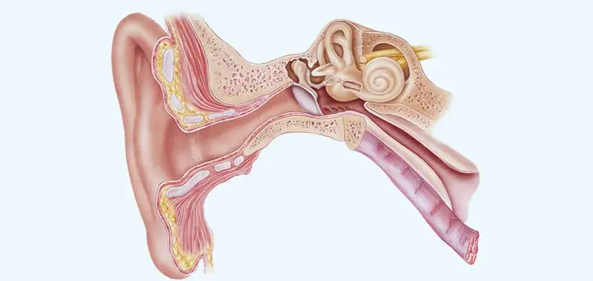 anatomia ucha przyczyny bólu