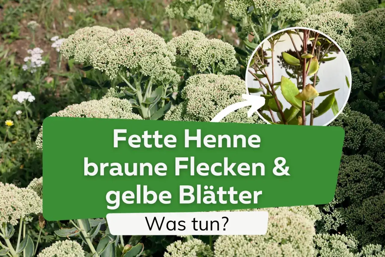 Fette Henne mit braunen Flecken und gelben Bl&auml;ttern. Was tun? Bilder zeigen m&ouml;gliche Krankheiten und deren Behandlung.