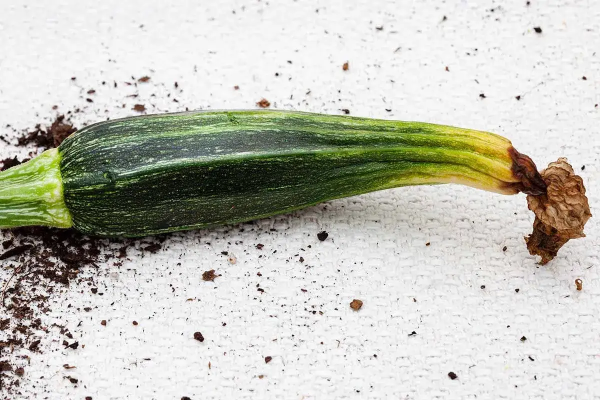 Courgette verte striée, le bout jauni et desséché, expliquant pourquoi les courgettes pourrissent au bout. Terre éparpillée.