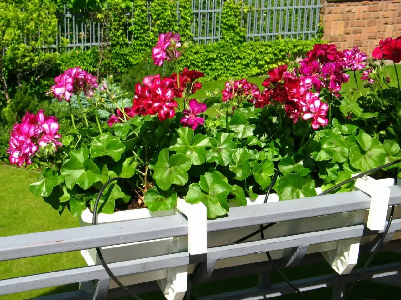 Piękne pelargonie w skrzynce, które kwitną dzięki domowemu nawozowi.