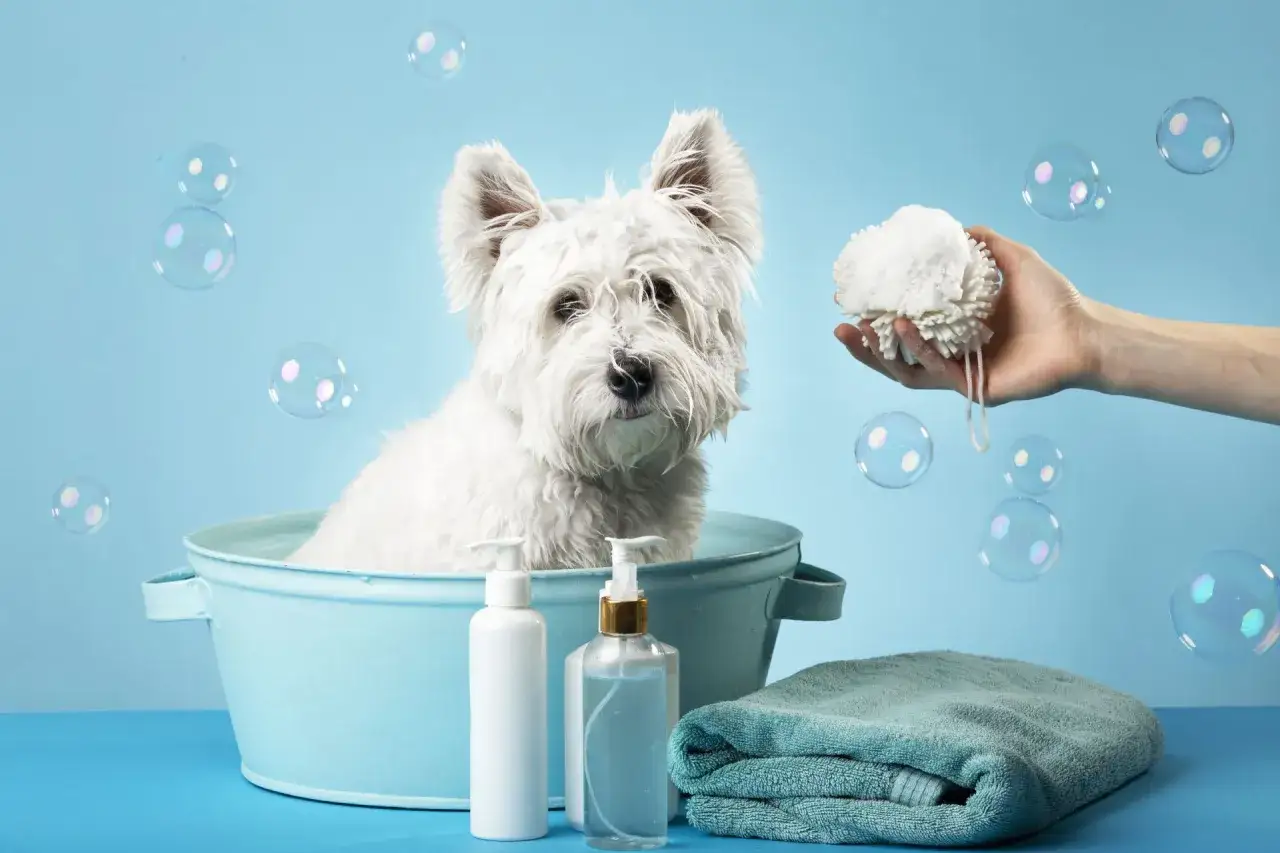 Un perro blanco en una tina azul, listo para el ba&ntilde;o. Jab&oacute;n, toalla y esponja sugieren cuidados para perros. Burbujas flotan.