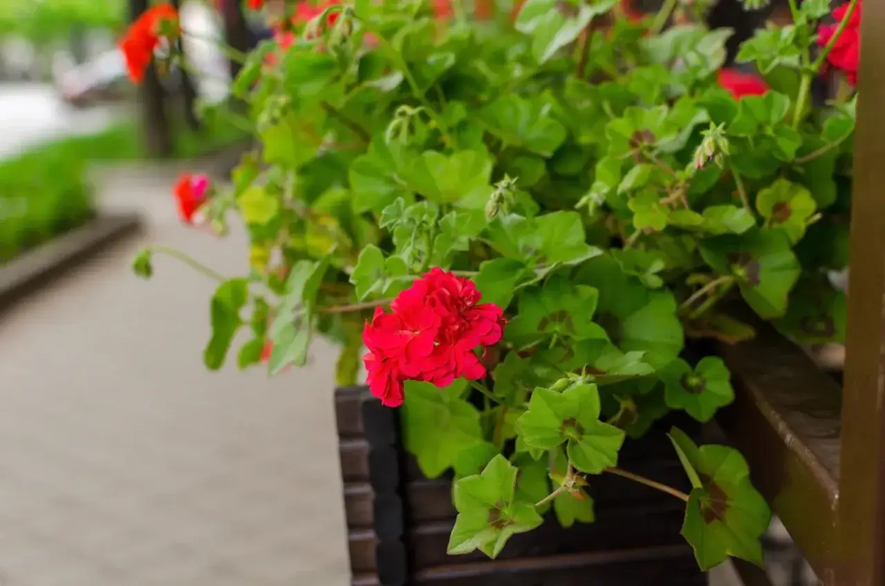 Piękne czerwone geranium w donicy. Czy geranium jest trujące dla kota? Nie, zazwyczaj nie jest, ale lepiej uważać.