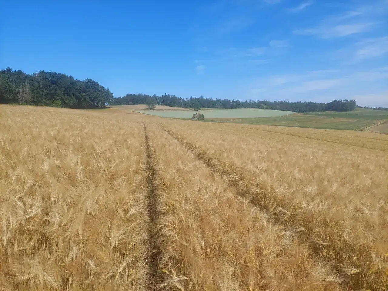 Goldgelbes Feld mit reifen weizen grannen, das sich unter einem strahlend blauen Himmel erstreckt. Im Hintergrund ein kleiner Wald und gr&uuml;ne H&uuml;gel.